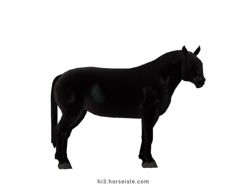 Cow-pony Chianina Ebony Black Coat